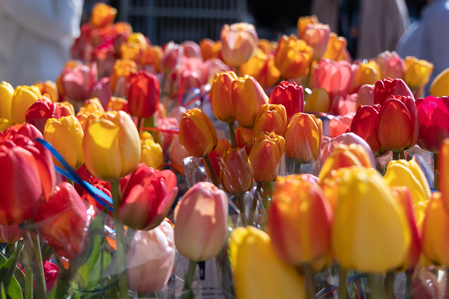 Des tulipes en cadeau.